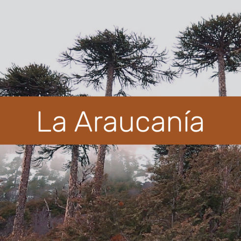 araucania